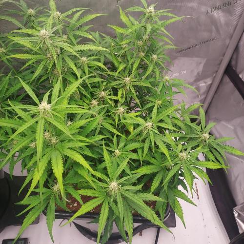 Hyperion F1. Week 7 - Day 46