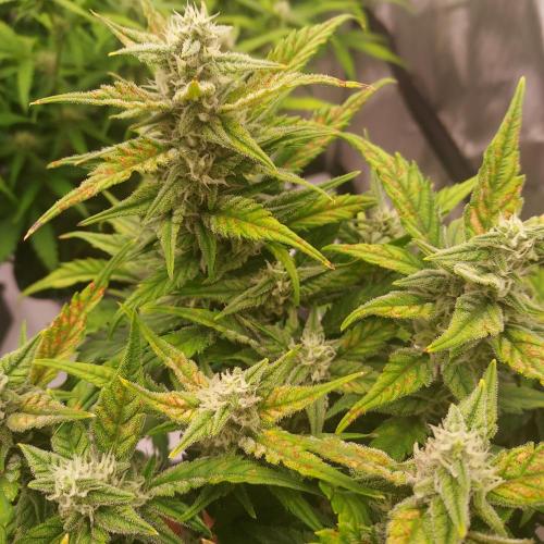 Strawberry Banana Auto. Week 7 - Day 52 - She can do it!