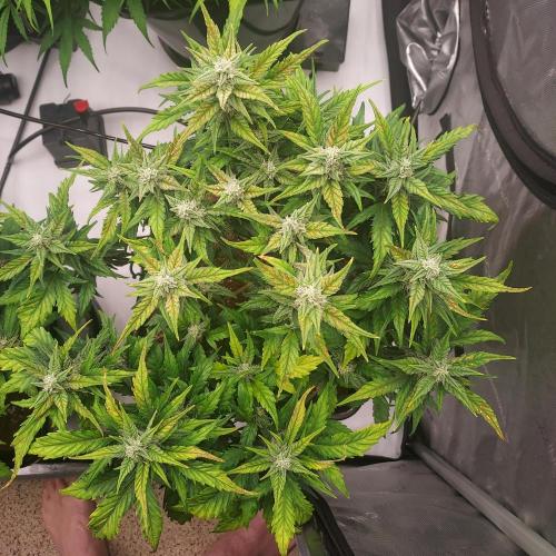 Strawberry Banana Auto. Week 7 - Day 52 - Great potential here!