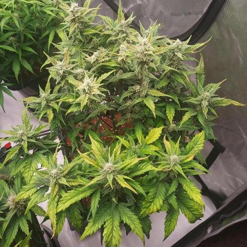 Strawberry Banana Auto. Week 7 - Day 52