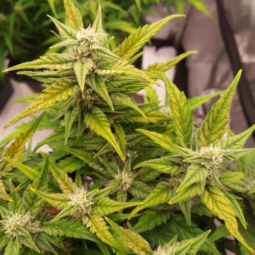 Strawberry Banana Auto. Week 7 - Day 50 - Hard Hit from PH and Hygiene