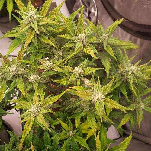 Strawberry Banana Auto. Week 7 - Day 50