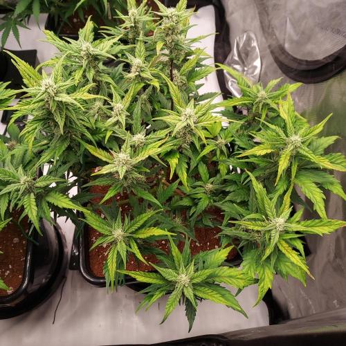 Strawberry Banana Auto. Week 7 - Day 50