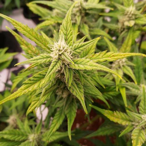 Strawberry Banana Auto. Week 7 - Day 48