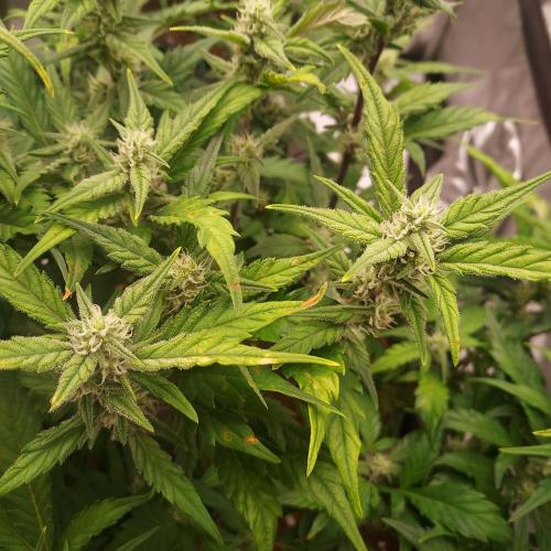 Strawberry Banana Auto. Week 7 - Day 48