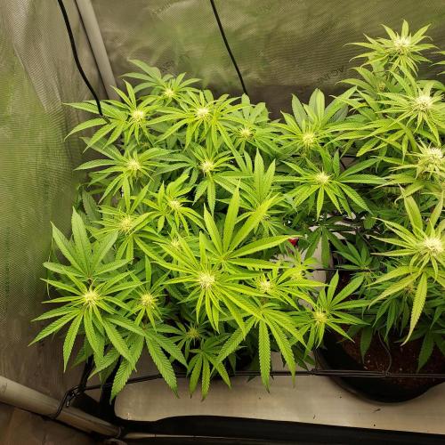 Punch Pie x 2 - Ready for a Knockout!. Week 10 - Day 31 - Left Punch Pie is a bit behind but catching up with new light adjust