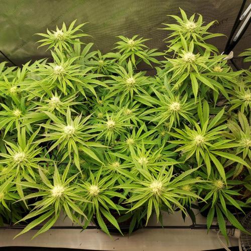 Punch Pie x 2 - Ready for a Knockout!. Week 10 - Day 31 - Middle Punch Pie, marvelous! 