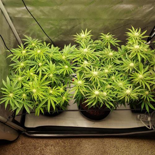 Punch Pie x 2 - Ready for a Knockout!. Week 10 - Day 31!