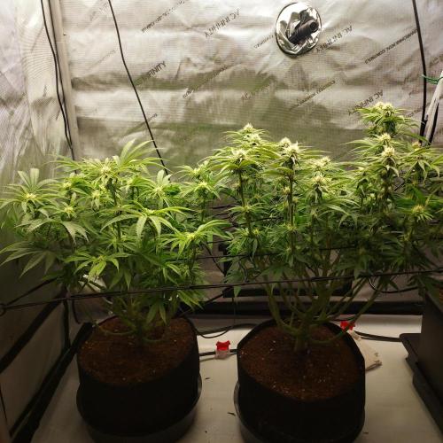 Punch Pie x 2 - Ready for a Knockout!. Week 10 - Day 31 - ScROG growing vertical!