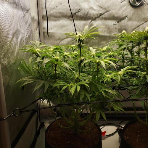 Punch Pie x 2 - Ready for a Knockout!. Week 10 - Day 31 - Left Punch Pie growing vertical