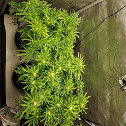 Punch Pie x 2 - Ready for a Knockout!. Week 10 - Day 27 - I moved light to middle to force left to catch-up to middle