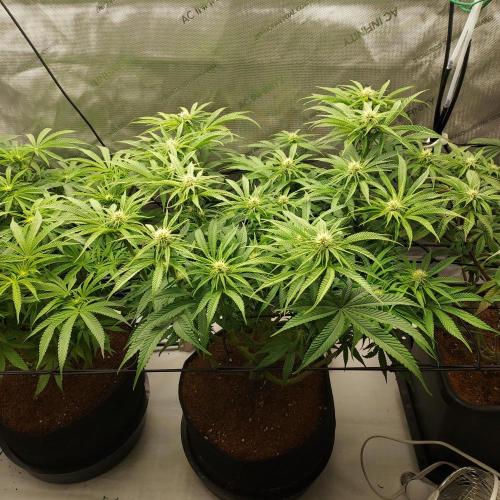 Punch Pie x 2 - Ready for a Knockout!. Week 10 - Day 27 - I moved light to middle to force left to catch-up to middle