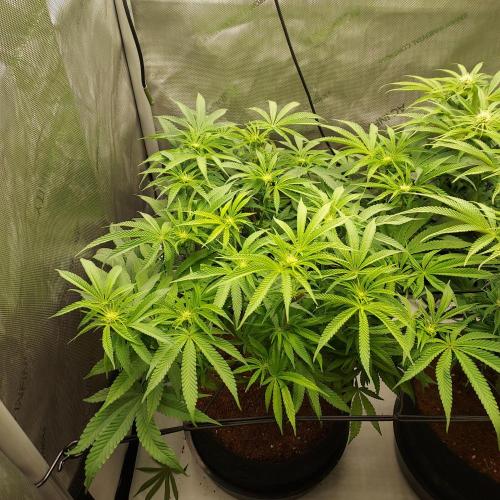 Punch Pie x 2 - Ready for a Knockout!. Week 10 - Day 27 - I moved light to middle to force left to catch-up to middle