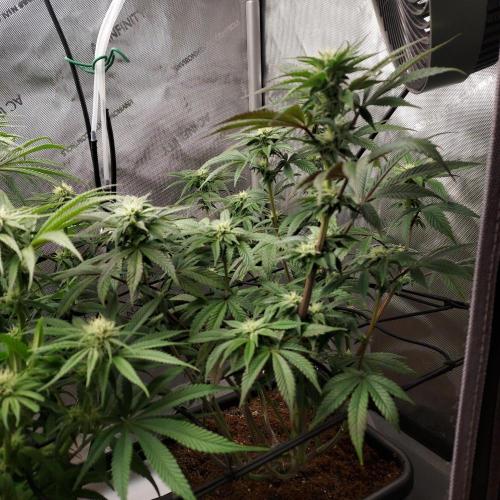 Wedding Gelato - The Bride. Week 10 - Day 31 - ScROG is producing a lanky Wedding Gelato, not mad about it! 