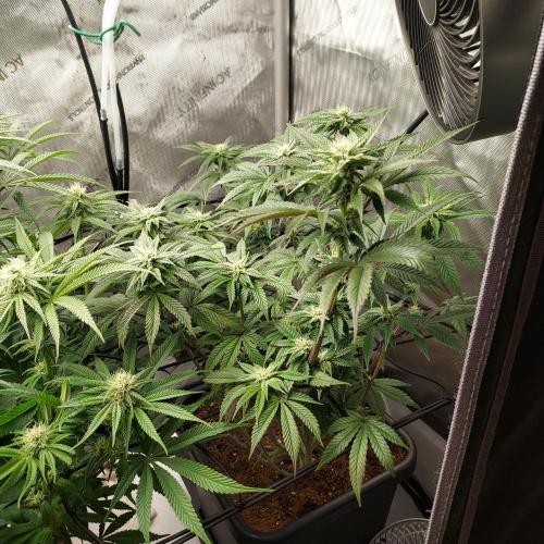 Wedding Gelato - The Bride. Week 10 - Day 31 - A Solid Canopy - I did shift light away from her but still 600 ppfd.