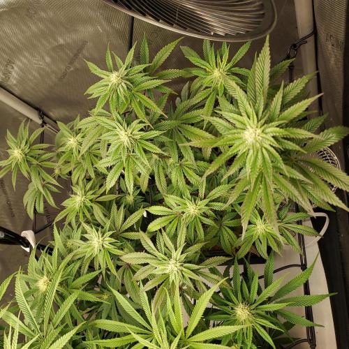 Wedding Gelato - The Bride. Week 10 - Day 31 - Not bad at all for the lovely gal!