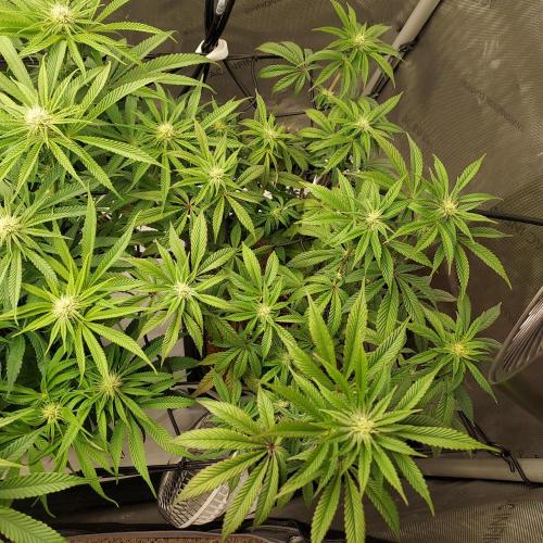 Wedding Gelato - The Bride. Week 10 - Day 27