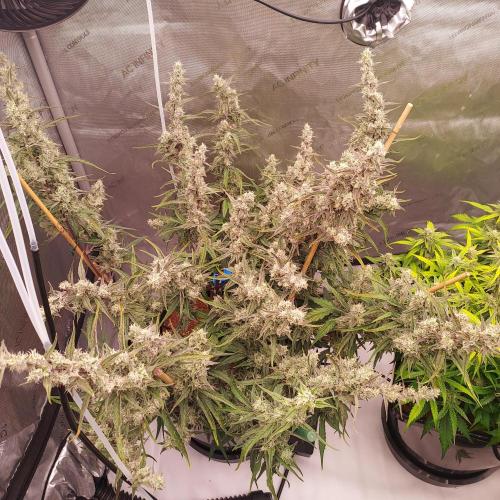 Critical Mass CBD Auto. Week 8 - Day 59: Swirl