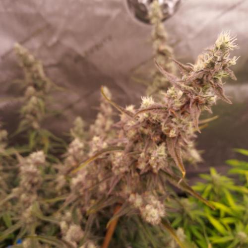 Critical Mass CBD Auto. Week 8 - Day 59: I hope these get THICK haha