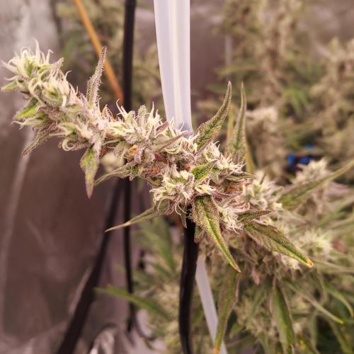 Critical Mass CBD Auto. Week 8 - Will they ripen to thick buds?