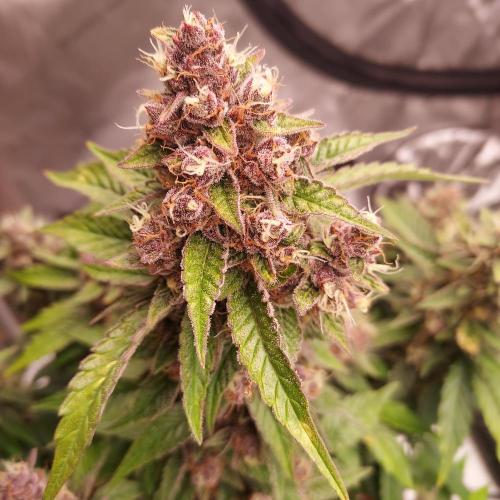 Lemon Cherry Cookies Auto. Week 8 - Day 59 - Popping Second Round