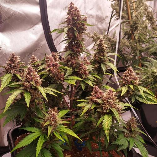 Lemon Cherry Cookies Auto. Week 8 - Day 59 