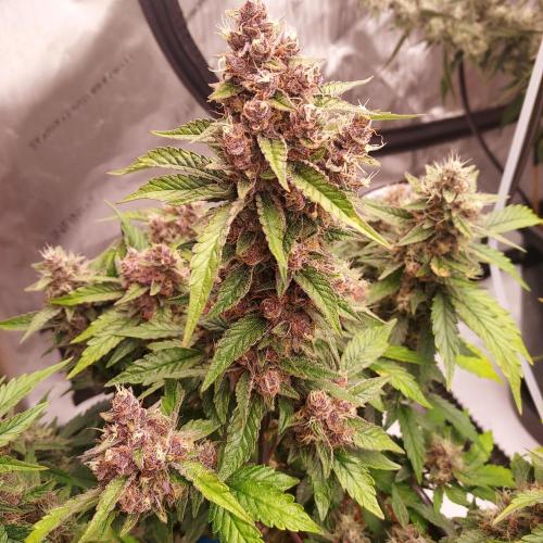 Lemon Cherry Cookies Auto. Week 8 - Day 59 - I Love This Color!