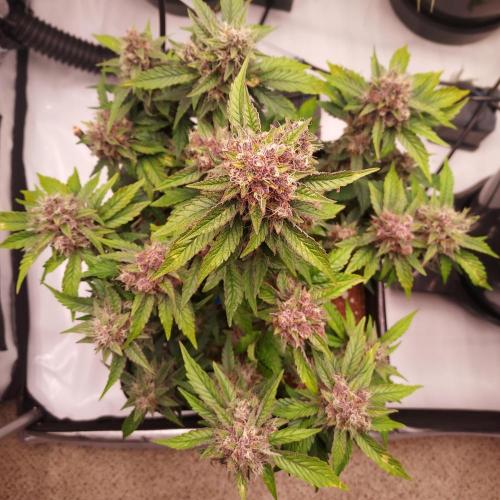 Lemon Cherry Cookies Auto. Week 8 - Day 59 - Woo!