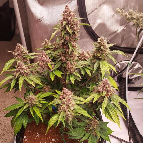 Lemon Cherry Cookies Auto. Week 8 - Day 59 - Ripening