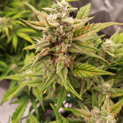 Strawberry Banana Auto. Week 8 - Day 59 - No New Damage, But Flowers Ripening1