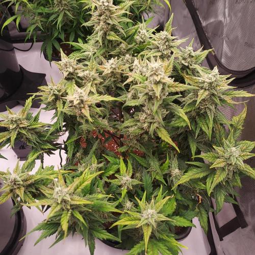 Strawberry Banana Auto. Week 8 - Day 59