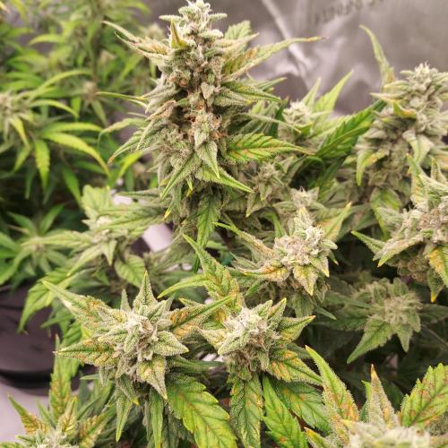 Strawberry Banana Auto. Week 8 - Day 59 - Bundle of Flowers