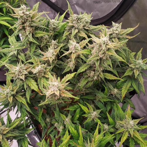 Strawberry Banana Auto. Week 8 - Day 59 - Bundle of Flowers