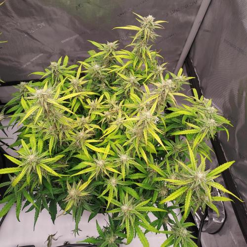 Hyperion F1. Week 8 - Day 59 - Might Need To Defoliate
