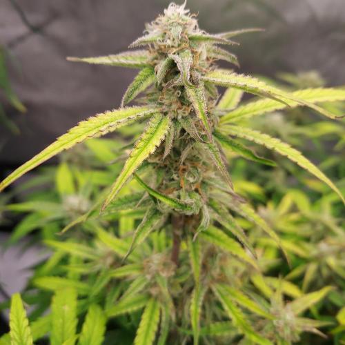 Hyperion F1. Week 8 - Day 59 - Potential!