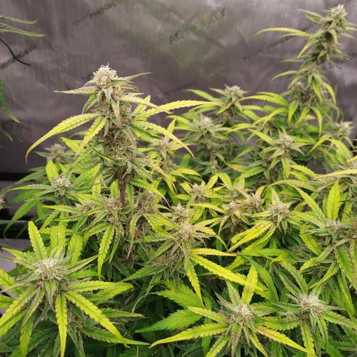 Hyperion F1. Week 8 - Day 59 - Canopy