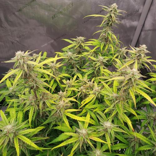 Hyperion F1. Week 8 - Day 59 - Smelling Good!