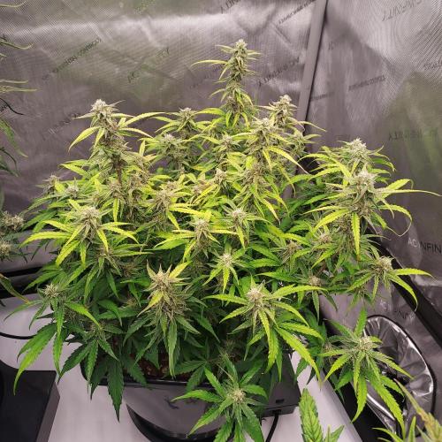 Hyperion F1. Week 8 - Day 59 - Starting to Bulk Flower