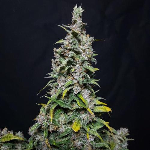 Strawberry Gorilla Auto - 3 Gallon Soil. Week 11 - Coneeeee