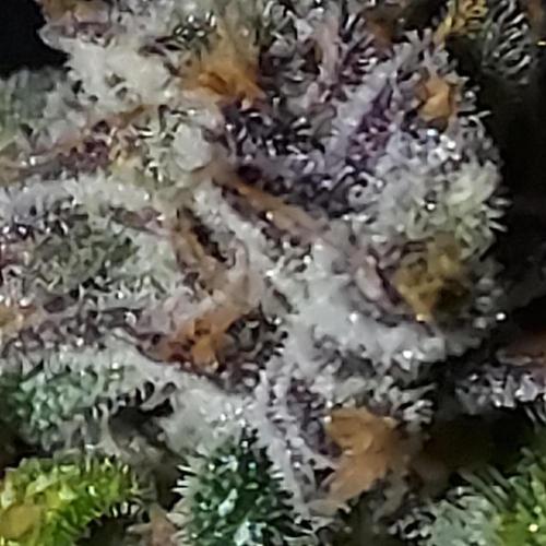 Strawberry Gorilla Auto - 3 Gallon Soil. Week 11 - Still can't get a good close-up with the phone, but solid color!