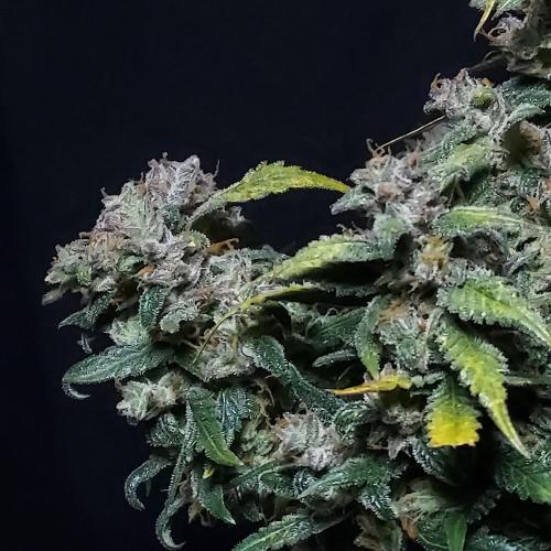 Strawberry Gorilla Auto - 3 Gallon Soil. Week 11 - Side portfolio