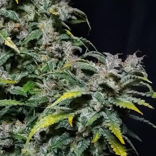 Strawberry Gorilla Auto - 3 Gallon Soil. Week 11 - Side portfolio