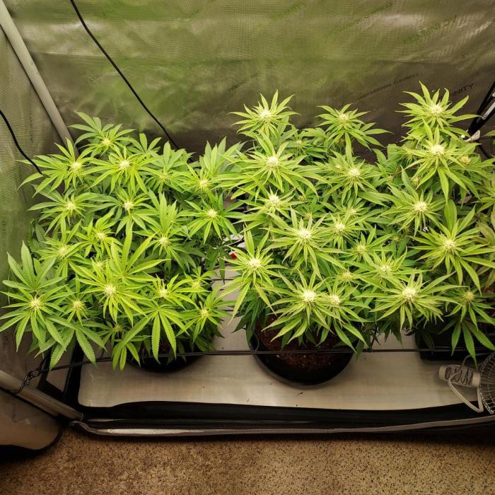 Punch Pie x 2 - Ready for a Knockout!. Week 11 - RIP Punch Pie.... You were fun!