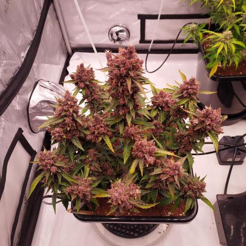 Lemon Cherry Cookies Auto. Week 10 - Day 73 - Getting Close!