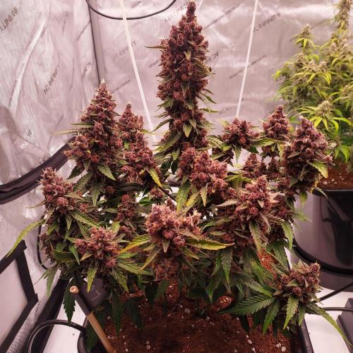 Lemon Cherry Cookies Auto. Week 10 - Day 73 - Seriously Looks Like Cherries haha