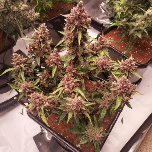 Lemon Cherry Cookies Auto. Week 10 - Day 68 - Off of Reservoir