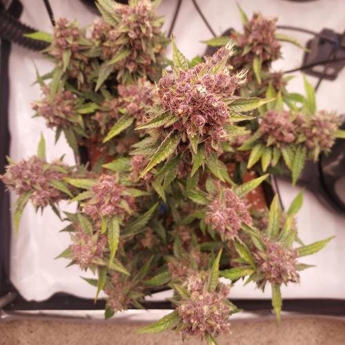 Lemon Cherry Cookies Auto. Week 10 - Day 68 - Pushing Final Flowers