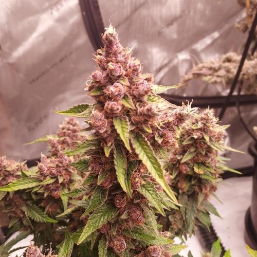 Lemon Cherry Cookies Auto. Week 10 - Day 68 - Loving Life 