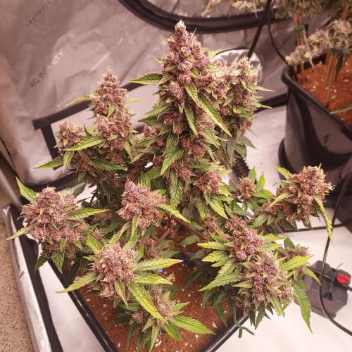 Lemon Cherry Cookies Auto. Week 10 - Day 68 - Beauty!