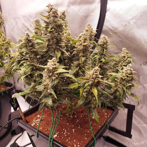 Strawberry Banana Auto. Week 10 - Day 73 - Close! 